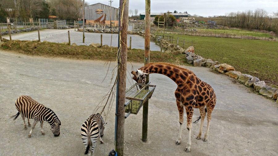 Review of Folly Farm: seeing the giraffes and zebras