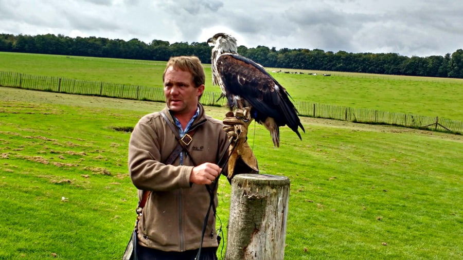 Flying Demo at the National Bird of Prey Centre