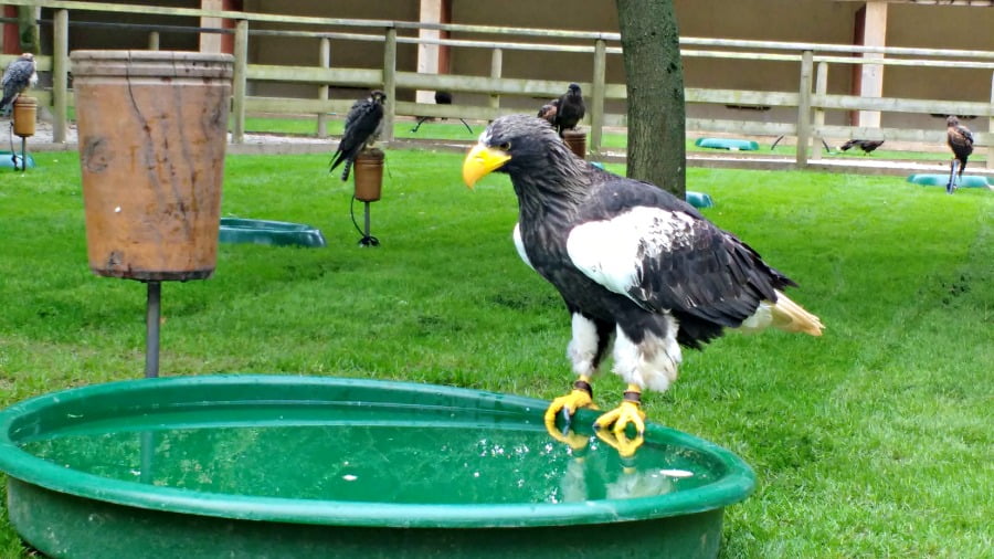 Steller&rsquo;s Sea Eagle at the National Bird of Prey Centre