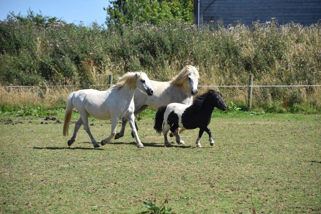 toddler friendly day out cornwall