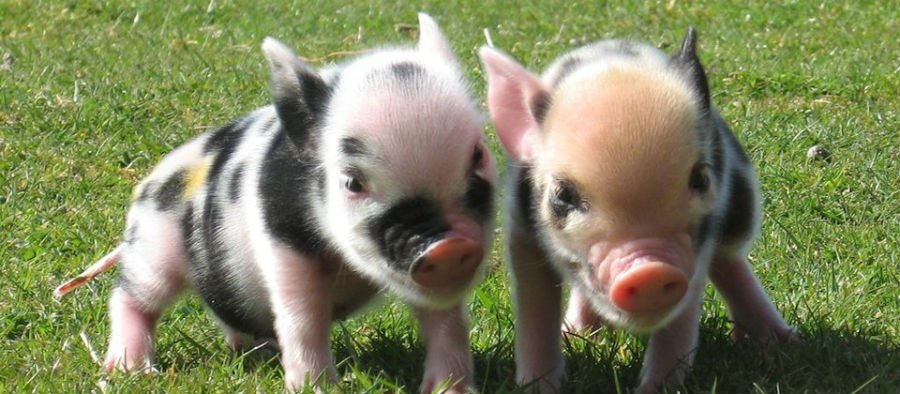 Farmer Palmers - things to do in dorset with toddlers