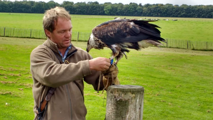 National Bird of Prey Centre