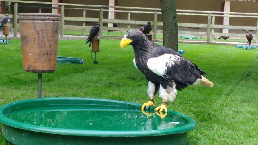National Bird of Prey Centre
