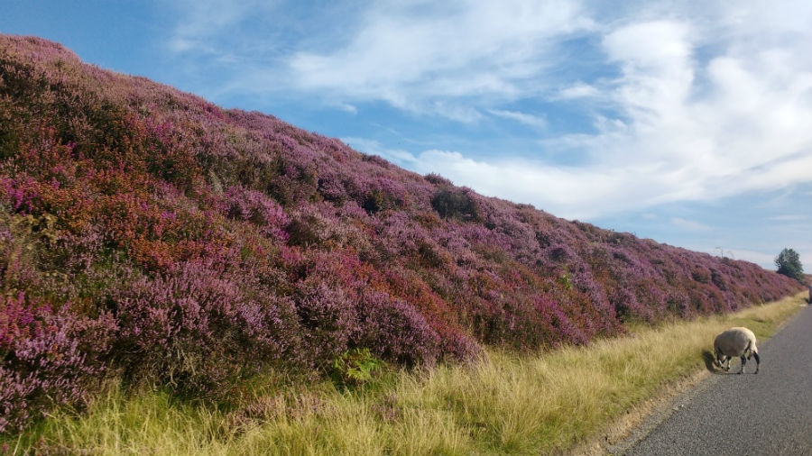 The North York Moors with toddlers