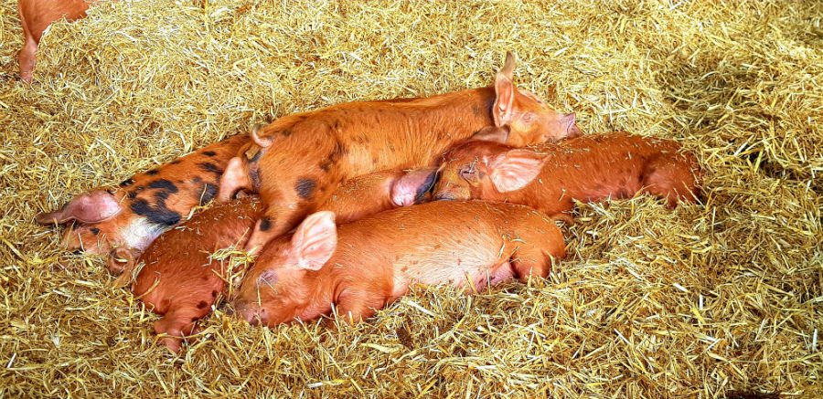 Family Friendly Glamping Yorkshire