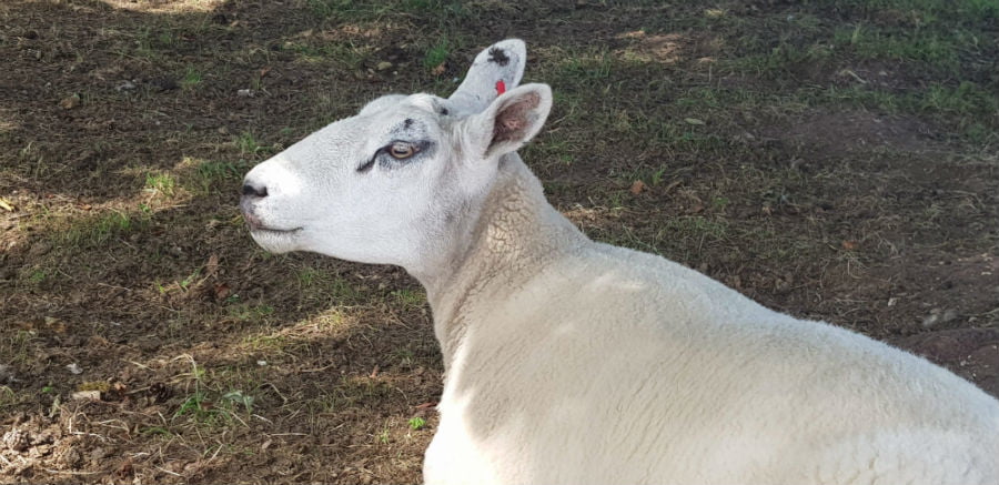 Toddler Friendly glamping yorkshire